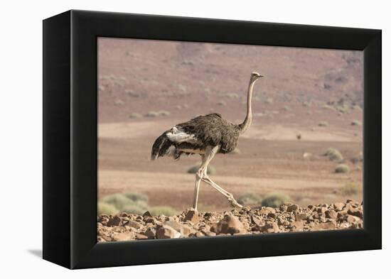Namibia, Damaraland. Ostrich walking in the Palmwag Conservancy.-Jaynes Gallery-Framed Premier Image Canvas