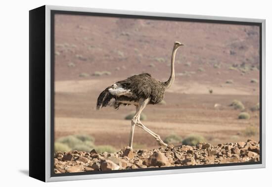 Namibia, Damaraland. Ostrich walking in the Palmwag Conservancy.-Jaynes Gallery-Framed Premier Image Canvas