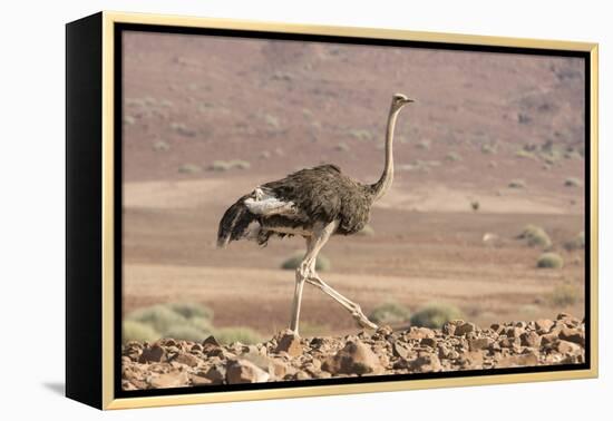 Namibia, Damaraland. Ostrich walking in the Palmwag Conservancy.-Jaynes Gallery-Framed Premier Image Canvas