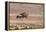 Namibia, Damaraland. Ostrich walking in the Palmwag Conservancy.-Jaynes Gallery-Framed Premier Image Canvas