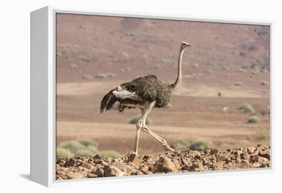 Namibia, Damaraland. Ostrich walking in the Palmwag Conservancy.-Jaynes Gallery-Framed Premier Image Canvas