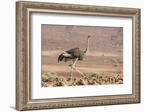 Namibia, Damaraland. Ostrich walking in the Palmwag Conservancy.-Jaynes Gallery-Framed Photographic Print