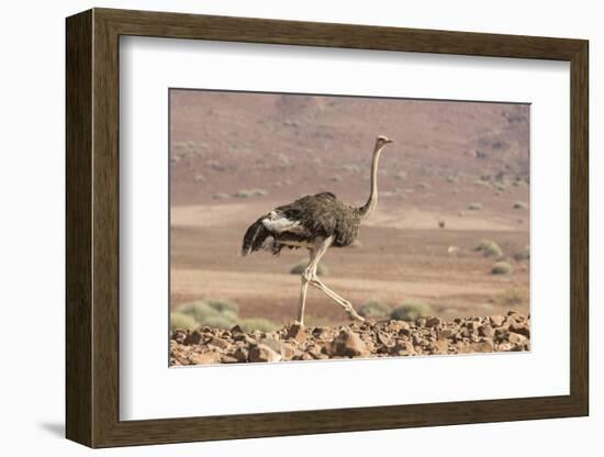 Namibia, Damaraland. Ostrich walking in the Palmwag Conservancy.-Jaynes Gallery-Framed Photographic Print