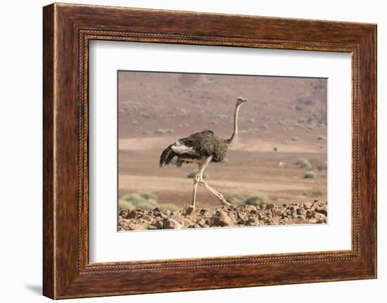 Namibia, Damaraland. Ostrich walking in the Palmwag Conservancy.-Jaynes Gallery-Framed Photographic Print