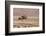 Namibia, Damaraland. Ostrich walking in the Palmwag Conservancy.-Jaynes Gallery-Framed Photographic Print