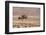 Namibia, Damaraland. Ostrich walking in the Palmwag Conservancy.-Jaynes Gallery-Framed Photographic Print