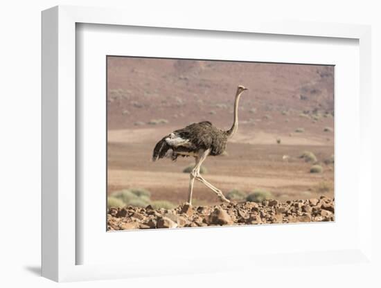 Namibia, Damaraland. Ostrich walking in the Palmwag Conservancy.-Jaynes Gallery-Framed Photographic Print