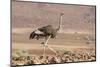 Namibia, Damaraland. Ostrich walking in the Palmwag Conservancy.-Jaynes Gallery-Mounted Photographic Print