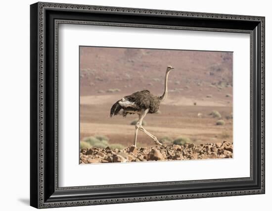 Namibia, Damaraland. Ostrich walking in the Palmwag Conservancy.-Jaynes Gallery-Framed Photographic Print