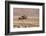 Namibia, Damaraland. Ostrich walking in the Palmwag Conservancy.-Jaynes Gallery-Framed Photographic Print