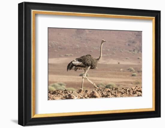 Namibia, Damaraland. Ostrich walking in the Palmwag Conservancy.-Jaynes Gallery-Framed Photographic Print