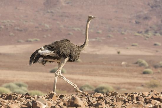 namibia-damaraland-ostrich-walking-in-th