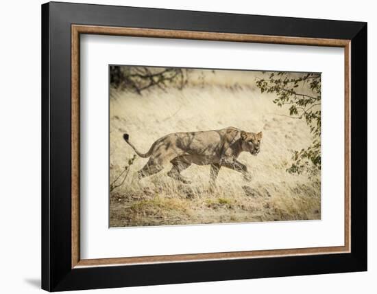 Namibia, Damaraland, Palwag Concession. Stalking Lion Stalking-Wendy Kaveney-Framed Photographic Print