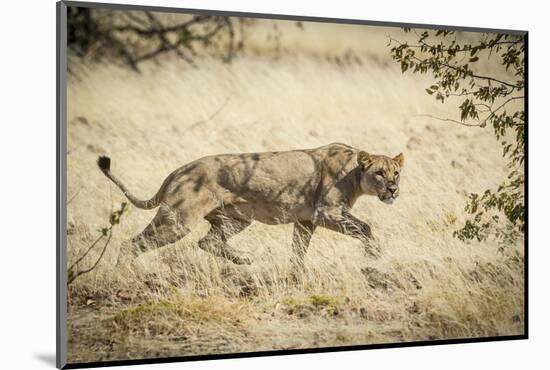 Namibia, Damaraland, Palwag Concession. Stalking Lion Stalking-Wendy Kaveney-Mounted Photographic Print