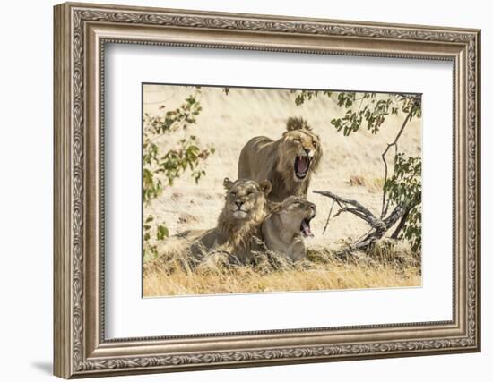 Namibia, Damaraland, Palwag Concession. Three Lions Resting-Wendy Kaveney-Framed Photographic Print