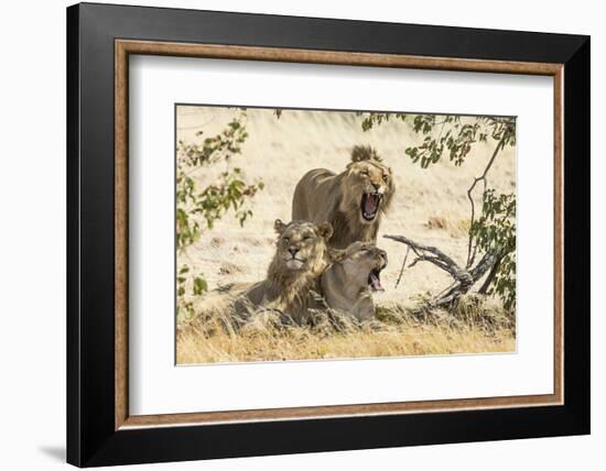 Namibia, Damaraland, Palwag Concession. Three Lions Resting-Wendy Kaveney-Framed Photographic Print