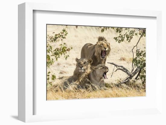 Namibia, Damaraland, Palwag Concession. Three Lions Resting-Wendy Kaveney-Framed Photographic Print