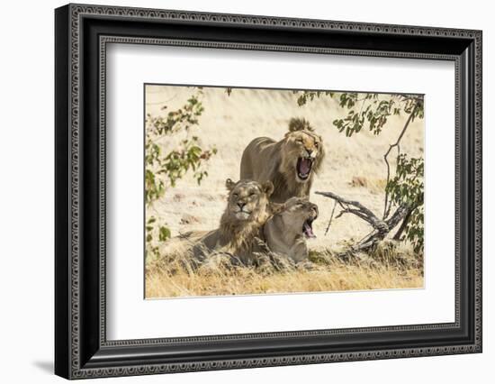 Namibia, Damaraland, Palwag Concession. Three Lions Resting-Wendy Kaveney-Framed Photographic Print