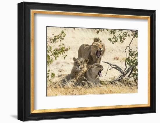 Namibia, Damaraland, Palwag Concession. Three Lions Resting-Wendy Kaveney-Framed Photographic Print