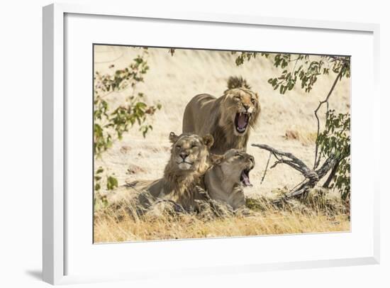 Namibia, Damaraland, Palwag Concession. Three Lions Resting-Wendy Kaveney-Framed Photographic Print