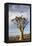 Namibia, Damaraland, View of Alone Aloe Dichotoma, Quiver Tree-Rick Daley-Framed Premier Image Canvas
