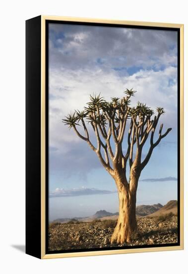 Namibia, Damaraland, View of Alone Aloe Dichotoma, Quiver Tree-Rick Daley-Framed Premier Image Canvas