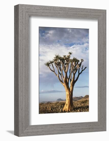 Namibia, Damaraland, View of Alone Aloe Dichotoma, Quiver Tree-Rick Daley-Framed Photographic Print