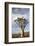 Namibia, Damaraland, View of Alone Aloe Dichotoma, Quiver Tree-Rick Daley-Framed Photographic Print