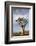 Namibia, Damaraland, View of Alone Aloe Dichotoma, Quiver Tree-Rick Daley-Framed Photographic Print