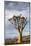 Namibia, Damaraland, View of Alone Aloe Dichotoma, Quiver Tree-Rick Daley-Mounted Photographic Print