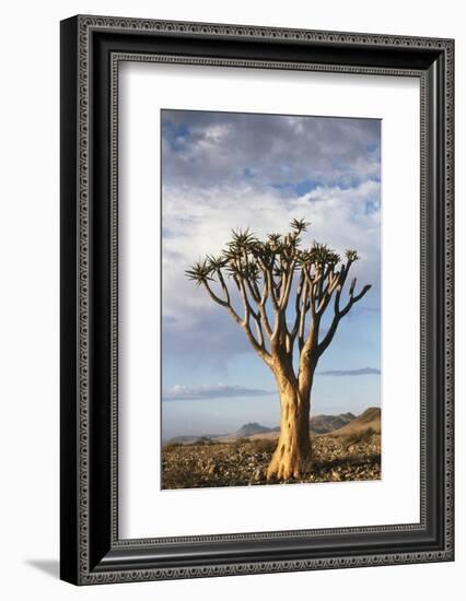 Namibia, Damaraland, View of Alone Aloe Dichotoma, Quiver Tree-Rick Daley-Framed Photographic Print
