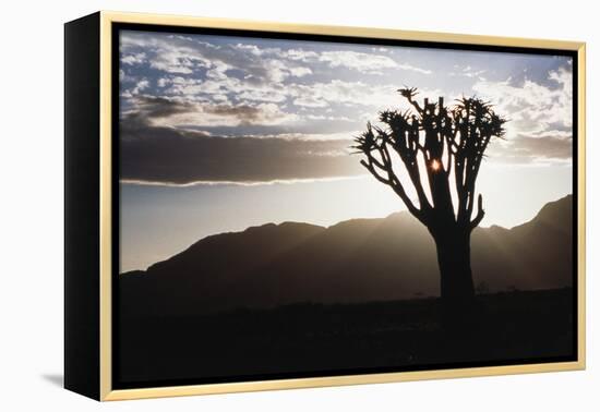 Namibia, Damaraland, View of Lone Quiver Tree, Against Sunrise-Rick Daley-Framed Premier Image Canvas