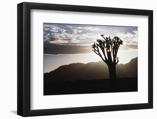 Namibia, Damaraland, View of Lone Quiver Tree, Against Sunrise-Rick Daley-Framed Photographic Print