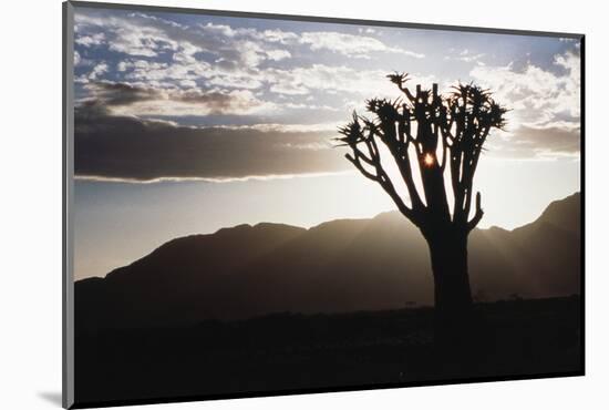 Namibia, Damaraland, View of Lone Quiver Tree, Against Sunrise-Rick Daley-Mounted Photographic Print