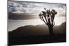 Namibia, Damaraland, View of Lone Quiver Tree, Against Sunrise-Rick Daley-Mounted Photographic Print