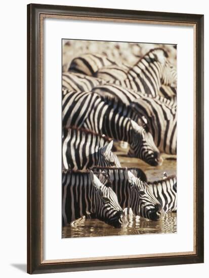 Namibia, Etosha National Park, Burchells Zebras Drinking from River-Stuart Westmorland-Framed Photographic Print