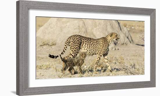 Namibia, Etosha National Park. Cheetah mother and cub.-Jaynes Gallery-Framed Photographic Print