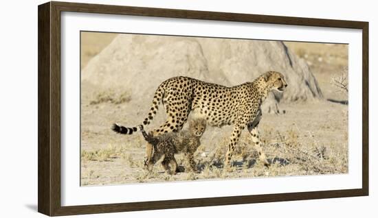 Namibia, Etosha National Park. Cheetah mother and cub.-Jaynes Gallery-Framed Photographic Print