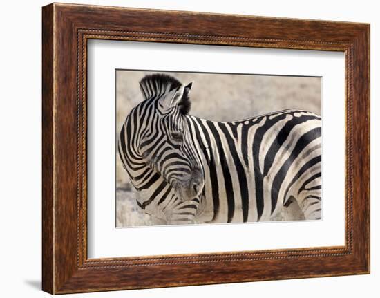 Namibia, Etosha National Park. Close-up of zebra.-Jaynes Gallery-Framed Photographic Print