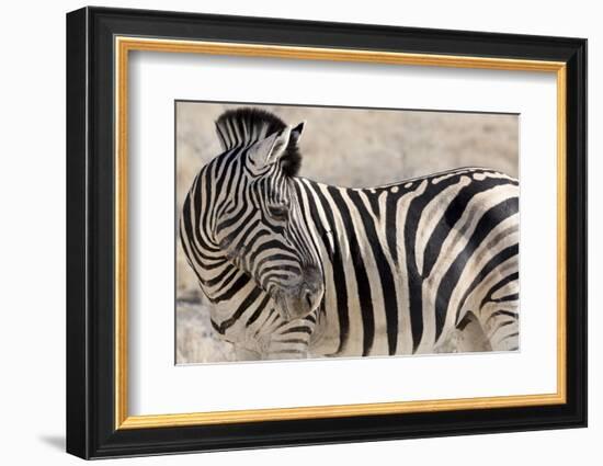 Namibia, Etosha National Park. Close-up of zebra.-Jaynes Gallery-Framed Photographic Print