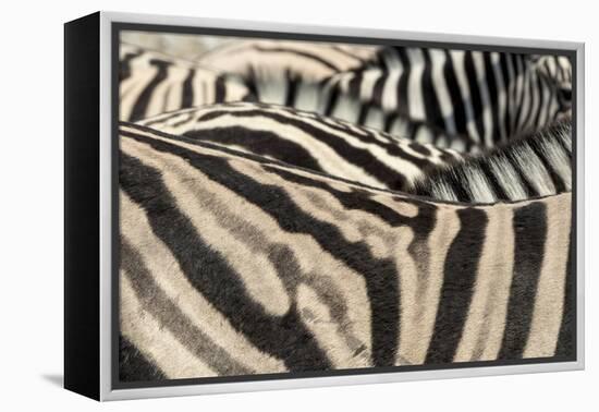 Namibia, Etosha National Park. Close-up of zebras.-Jaynes Gallery-Framed Premier Image Canvas