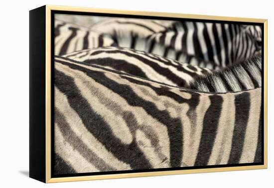 Namibia, Etosha National Park. Close-up of zebras.-Jaynes Gallery-Framed Premier Image Canvas