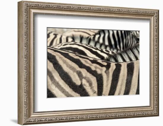 Namibia, Etosha National Park. Close-up of zebras.-Jaynes Gallery-Framed Photographic Print