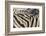 Namibia, Etosha National Park. Close-up of zebras.-Jaynes Gallery-Framed Photographic Print