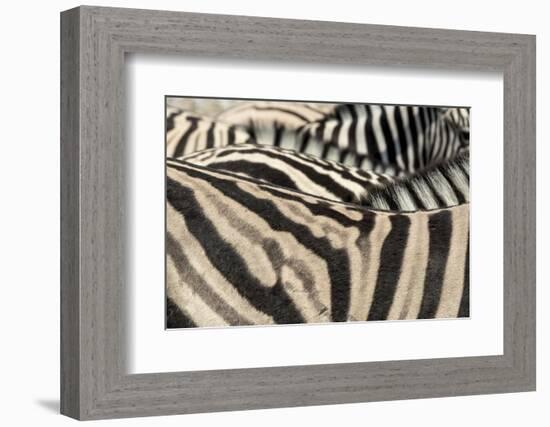 Namibia, Etosha National Park. Close-up of zebras.-Jaynes Gallery-Framed Photographic Print