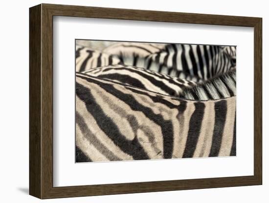 Namibia, Etosha National Park. Close-up of zebras.-Jaynes Gallery-Framed Photographic Print