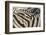 Namibia, Etosha National Park. Close-up of zebras.-Jaynes Gallery-Framed Photographic Print