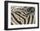 Namibia, Etosha National Park. Close-up of zebras.-Jaynes Gallery-Framed Photographic Print