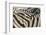 Namibia, Etosha National Park. Close-up of zebras.-Jaynes Gallery-Framed Photographic Print