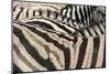 Namibia, Etosha National Park. Close-up of zebras.-Jaynes Gallery-Mounted Photographic Print